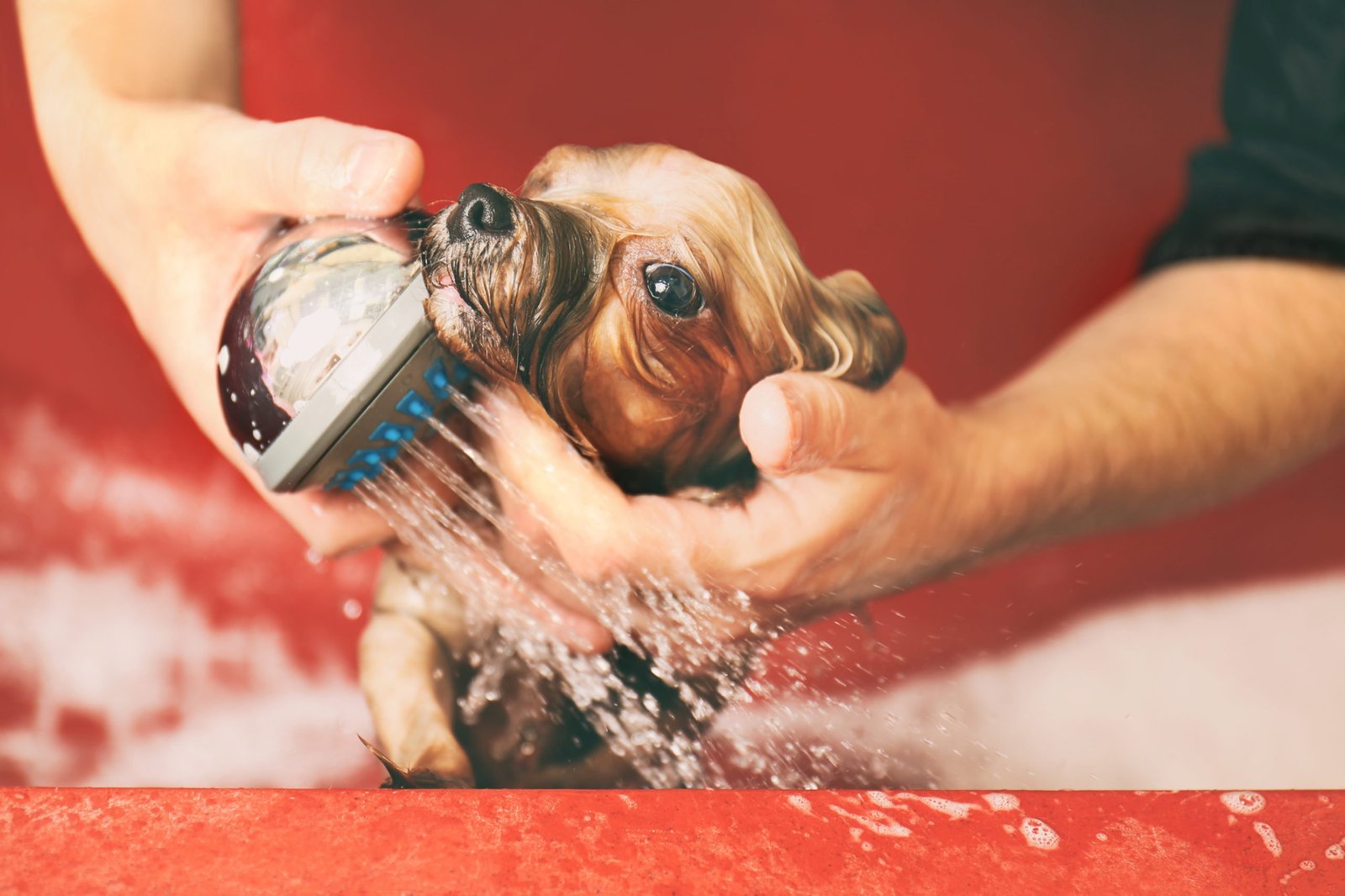 23 Tiny Pode Dar Banho Em Cachorro Filhote Com Sabonete Picture - cão
